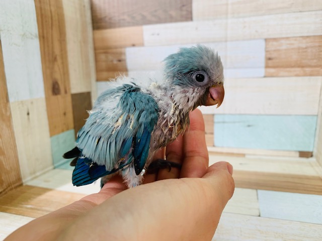 えけえけ鳴き声が可愛い オキナインコ パステルブルー 東京からもほど近い 千葉県 神奈川県 埼玉県でオキナインコ を販売するペットショップ