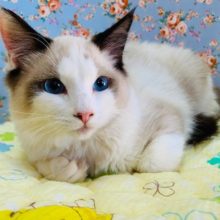 美形さん！ラグドール入舎です♪