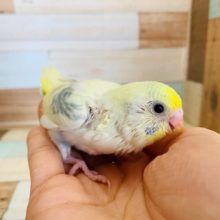 ごはん催促しっかりしてくれます！セキセイインコ(パステルレインボーパイド)♪