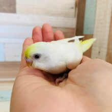 人気カラー！セキセイインコ(クリーム)入舎♪