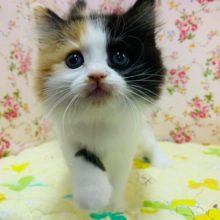 ニャーニャー甘えてくるサイベリアンちゃん入舎♡