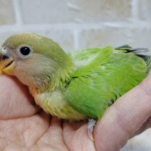 レアカラー　小桜インコ☆オパーリン 2021年02月04日