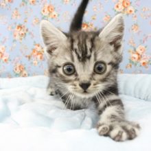 スタッフ一同メロメロ☆アメリカンショートヘアー・男の子！