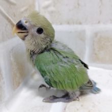 キュートなお顔！小桜インコ☆ブルーチェリー 2021年02月07日