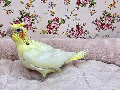 オカメインコ