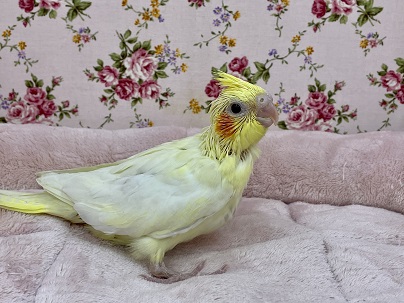 待望の!! オカメインコ“ルチノー” 2021.2/5撮影