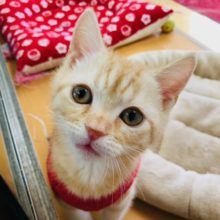 スリスリさせて！甘えたなアメショーくんの最新動画更新！