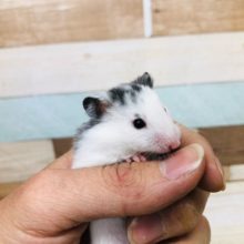 おっとり系　ダルメシアンハムスター　女の子