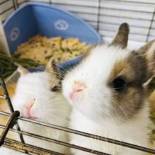 今人気のネザーランドドワーフラビット　4羽入舎