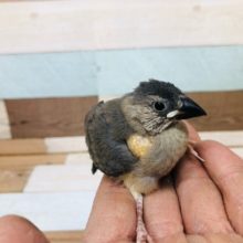 まだ食いしん坊の桜文鳥ヒナ　入舎しています。