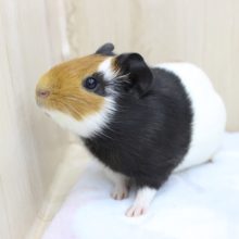 3色カラーでプイプイ☆イングリッシュモルモット・女の子！