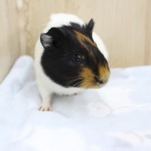 まるで覆面！？イングリッシュモルモット・女の子！