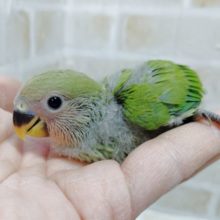 お顔がピンクになるよ！小桜インコ☆ノーマル 2021年02月07日