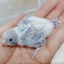 爽快！セキセイインコ☆ライラック 2021年02月04日