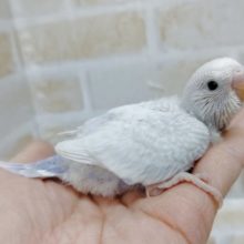 さわやか～　セキセイインコ☆ライラック（ホワイトウイング）2021年02月04日