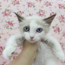 抱っこ抱っこ～！ラグドール・女の子！