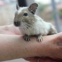 1月19日生まれ　デグー（パイド）♂