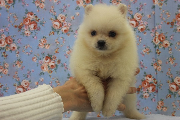 クマさんかな たまらなくかわいいポメラニアンくん 東京からもほど近い 千葉県 神奈川県 埼玉県でポメラニアン を販売するペットショップ