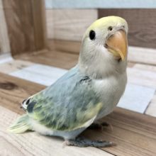 貴重な入舎★コザクラインコヒナ(パステル)