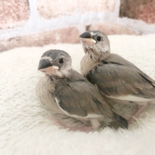 可愛いが止まらない♡人気の桜文鳥ヒナ！