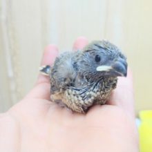 珍しいけど地味カラー、オオイッコウチョウのヒナ来ました！