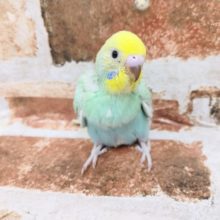 セキセイインコさん入荷～♪(パステルレインボー)