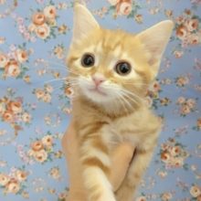 めちゃカワ！アメリカンショートヘア 男の子♪