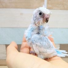 頭のピョンと出た羽根がポイントです！羽衣セキセイのヒナ来ました〜