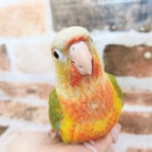 パイナッポー♥️ウロコインコさん♪