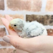 小桜インコのホワイトフェイス　コバルトパイド♪