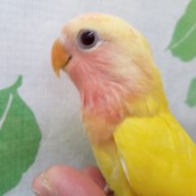 にぎにぎ大好きコザクラインコさん💗