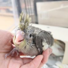 ノーマルカラーのオカメインコさん♪