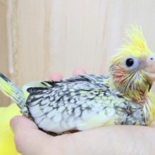 久々に来ました！パールパイドのオカメちゃん♥