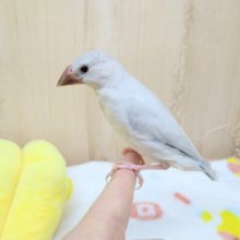 最新画像あり！カッコイイカラーシルバー文鳥のヒナが来ました！