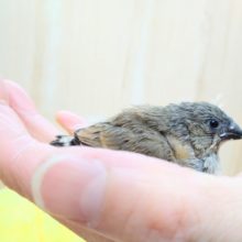 鳴き声ニ〜ニ〜！キンカ鳥のヒナが来ました〜