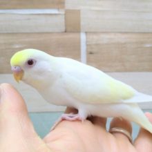 真っ赤な目がチャームポイント！美カラーのセキセイインコのヒナいますよ〜