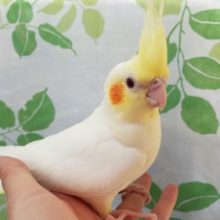 ふっさふさ、ルチノーオカメさん☆