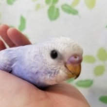 スパングルなセキセイインコさん☆