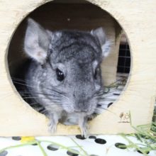 グレーの毛玉ちゃん！チンチラのノーマル来てますよ〜