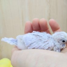 極美！セキセイインコライラックヒナ来ましたよ！