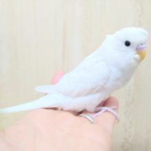 ちょびっと梵天のセキセイインコ、ダブルファクター来ましたよ！