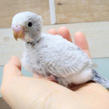 大人気！セキセイインコライラックのヒナいますよ〜