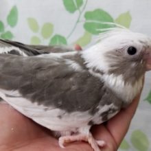 ホワイトフェイスのオカメインコちゃん♪