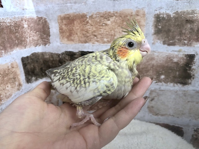 オカメインコ