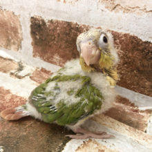 超ホヤホヤ最新画像☆どんなコになるかな？？ウロコインコ　シナモン～～