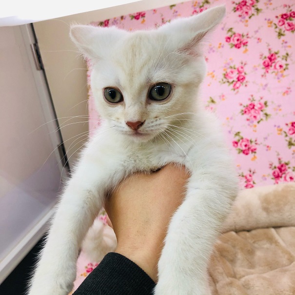 アメリカンショートヘア