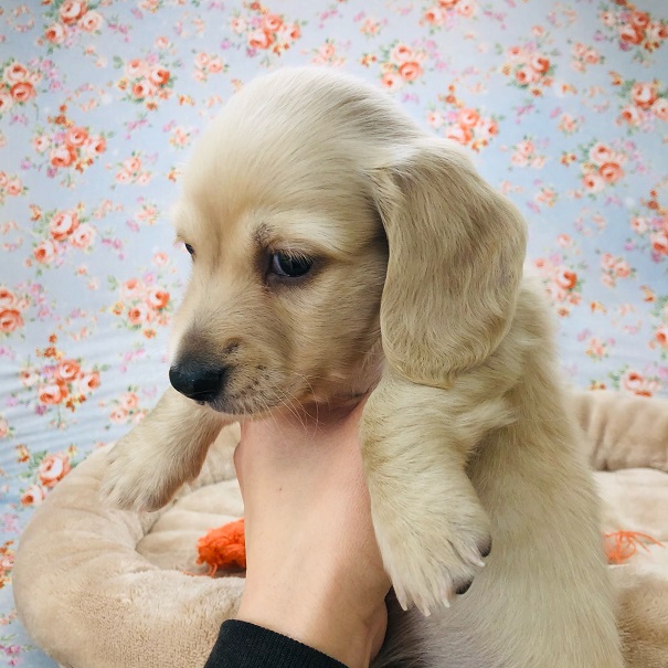 ミニチュアダックス