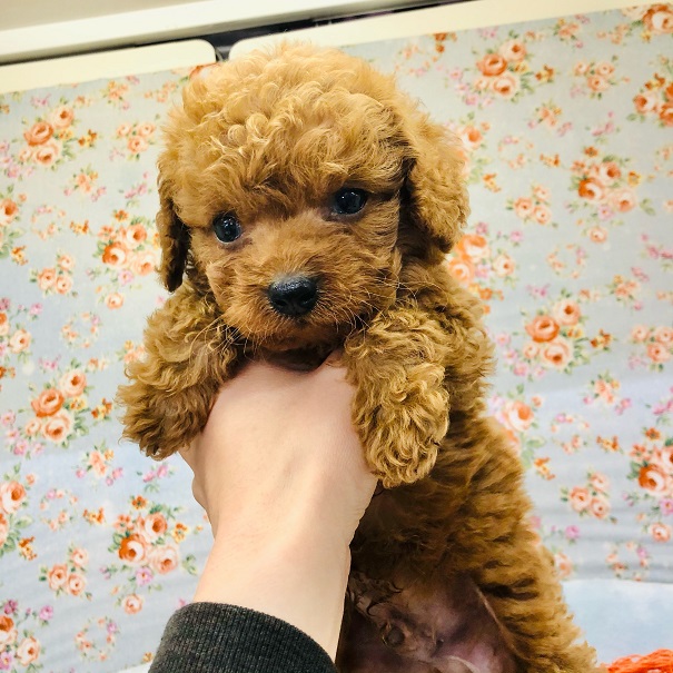 トイプードル