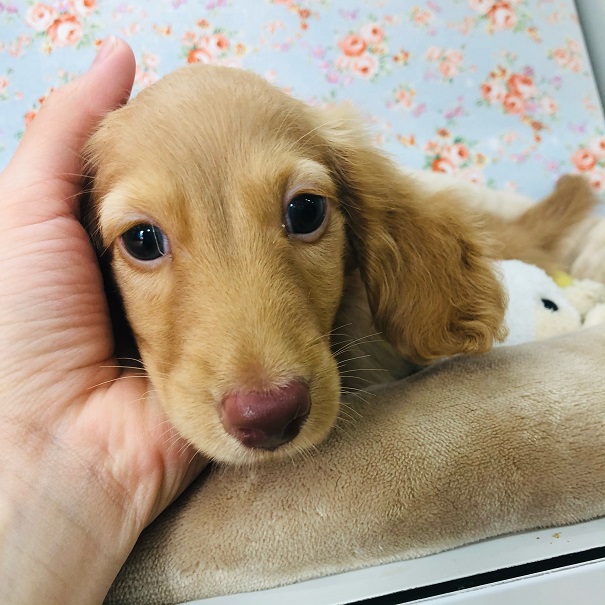 ミニチュアダックス