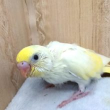 春色カラー！！個人的に言っているだけですが、セキセイインコ〜